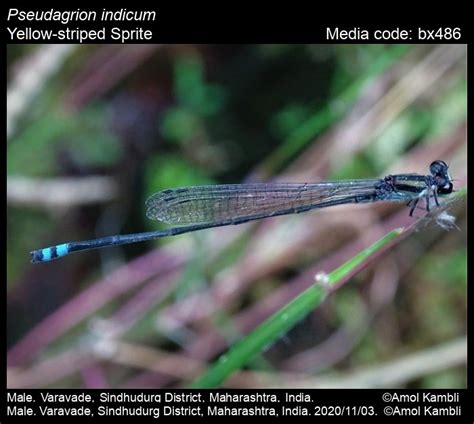 Pseudagrion indicum Fraser, 1924 - Yellow-striped Sprite | Odonata