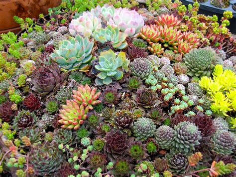 Planting Succulents Under A Tree at Barbara Eley blog