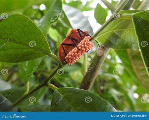 Image result for Alien Bug in Orange Tree