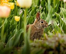 Image result for Rabbit in Flower Garden