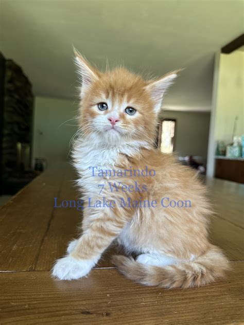 Where To Buy Maine Coon Kittens Near Me at Debbie Asmus blog