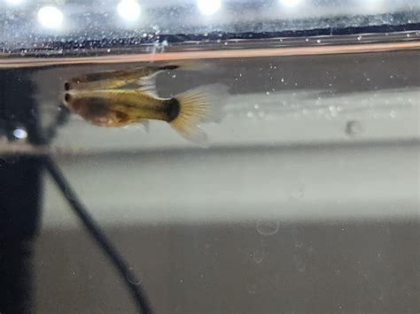 Can these fish recover? : r/Aquariums