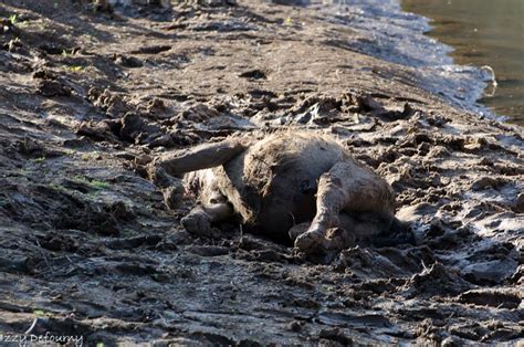 Hyena Killed by Lion 的图像结果