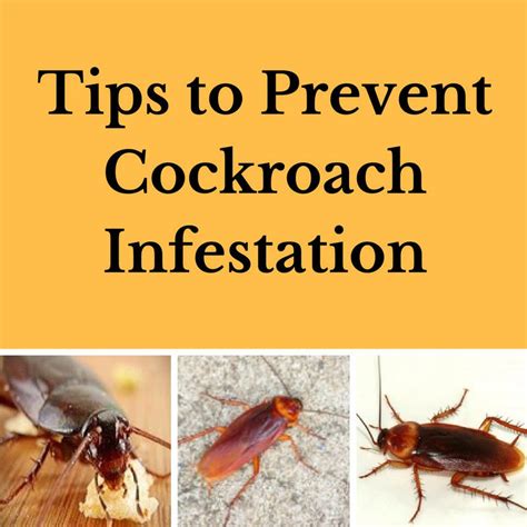Cockroach Infestation Solutions 的图像结果
