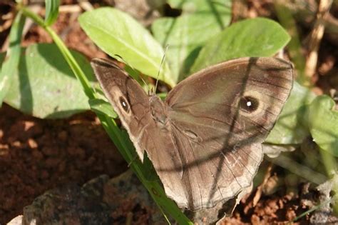 Mycalesis mineus polydecta | Butterfly