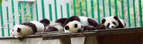 Chengdu Day Tours: small group tours to Chengdu by Trippest