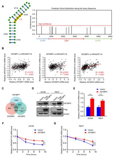 ARHGAP11A Is a Novel Prognostic and Predictive Biomarker Correlated ...