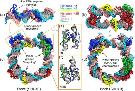 Image result for Modification of Histone Tails