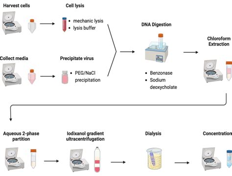 Virus Purification Process 的图像结果