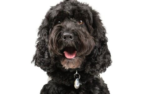 Image result for Cockapoo Puppy Weight Chart