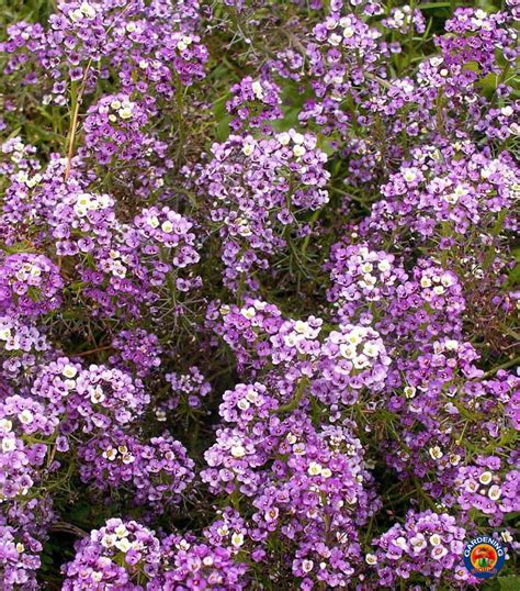Purple Sweet Alyssum Flower Seeds Royal Carpet Dwarf - Ground Cover ...