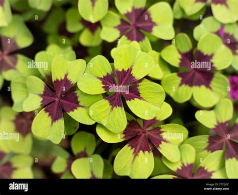 Four leaf clover (Oxalis tetraphylla) plant in a close up. Also known ...