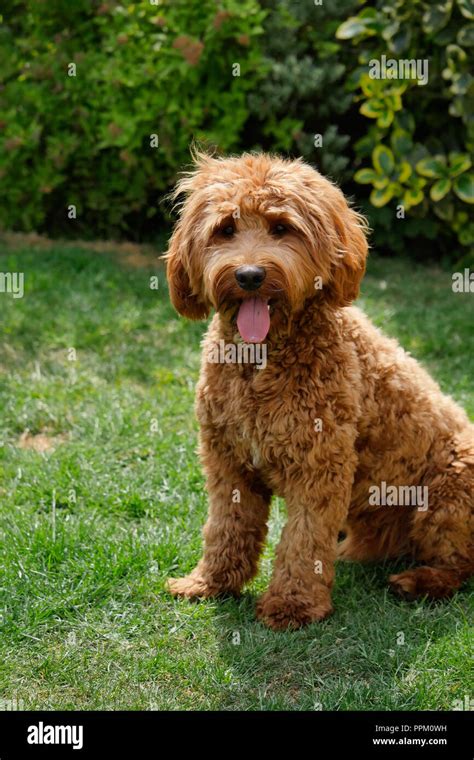 Image result for Red Cockapoo