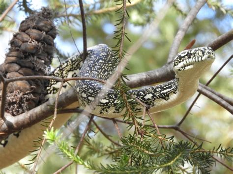 Image result for Pure Diamond Python