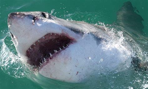 Scariest Shark In The World