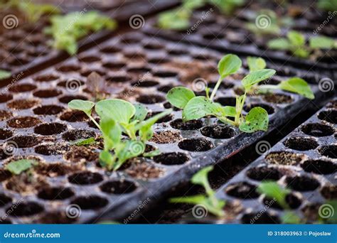 Growing Baby Plants, Seedlings in Seed Trays. Stock Image - Image of ...