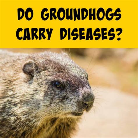 Do Uk Squirrels Carry Diseases at Minh Boser blog