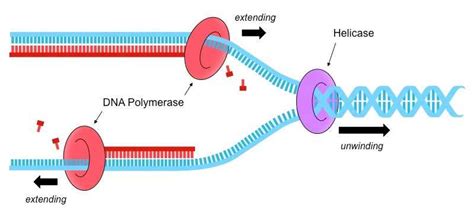Image result for DNA Replication Sequence
