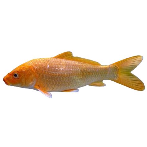 Navya Aquarium Fish Shop | Online Aquarium Fish Delivery