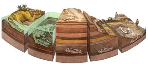 Formation of Fossils 的图像结果