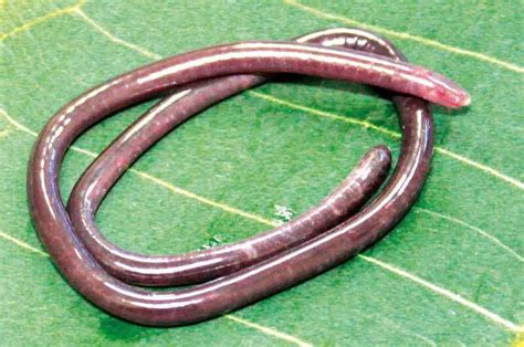 New caecilian species find in Western Ghats puts spotlight on Goa’s ...