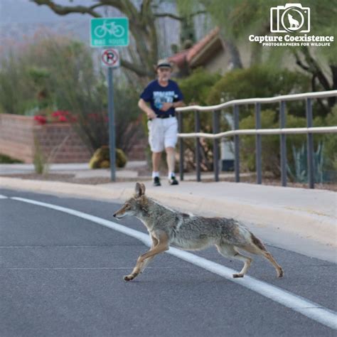 How to protect coyotes in urban environments | Project Coyote posted on ...