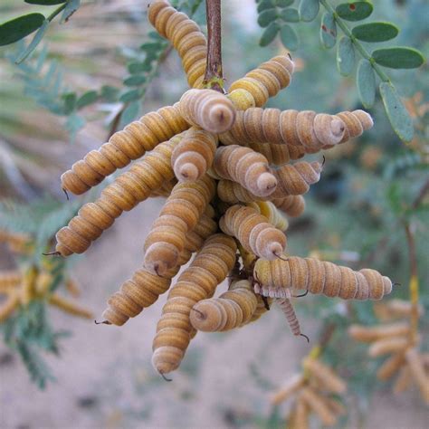 What Is A Screwbean Mesquite Tree - How To Grow Screwbean Mesquite