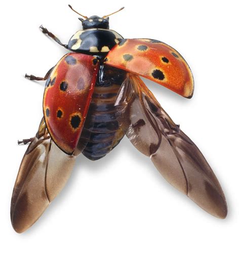 How ladybugs fly – Artofit