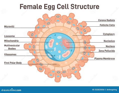 Egg Cells Diagram