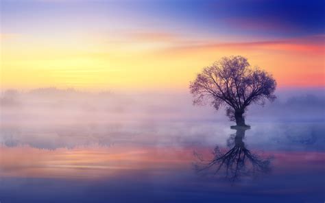 Download wallpaper fog, lake, reflection, tree, section nature in ...
