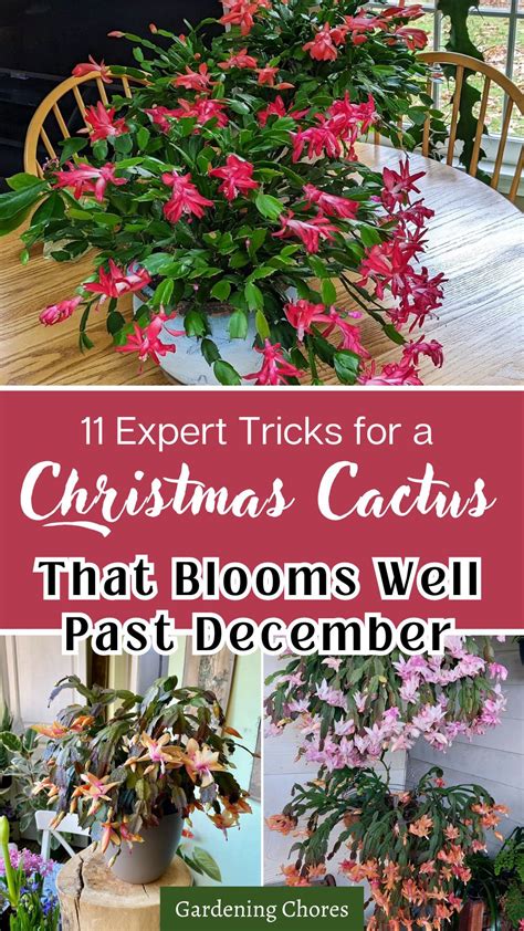 11 Essential Secrets to Keep Your Christmas Cactus Blooming Beyond the ...