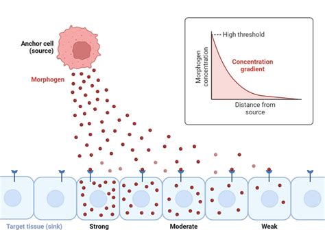 Image result for Concentration Gradient Cell Membrane