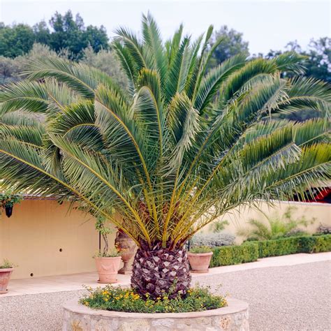 Canary Island Date Palm - Phoenix Canariensis Plant | Outdoor Hardy ...
