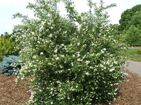 Mock Orange Shrub Plant Murraya Paniculata Mock Orange Australian
