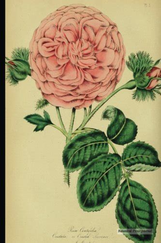 Buy Botanical Print Journal: rosa centifolia, 6" x 9" Vintage Botanical ...