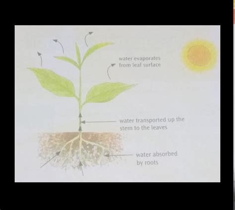 a.Name the process illustrated in the above diagram which leads to ...
