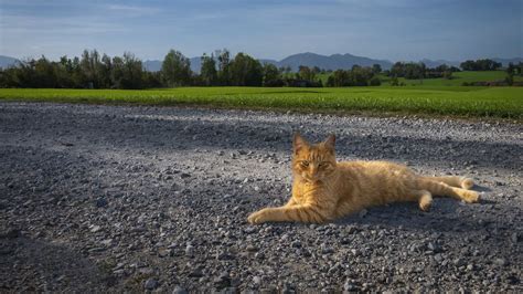Wallpaper cat, pet, ginger, road hd, picture, image