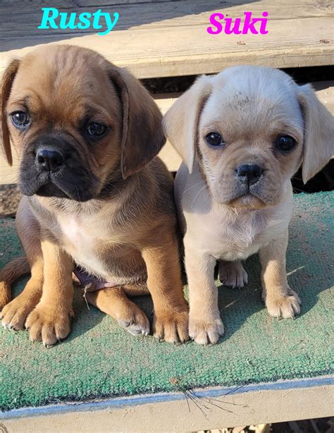 Pugalier - Salisbury East - PetsForHomes