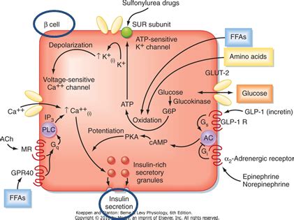 Image result for sulfonylurea