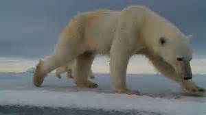 Scientists Explain Alarming Polar Bear Population Decline