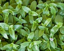 Image result for Wandering Jew Plant Striped