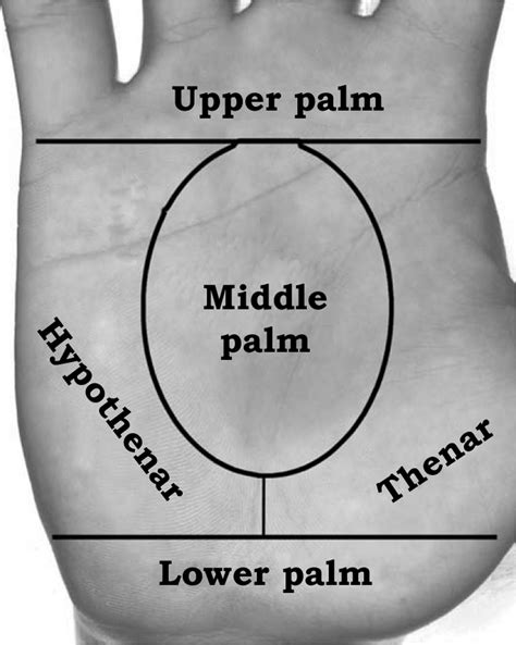 Image result for Genetics in Hand Shape