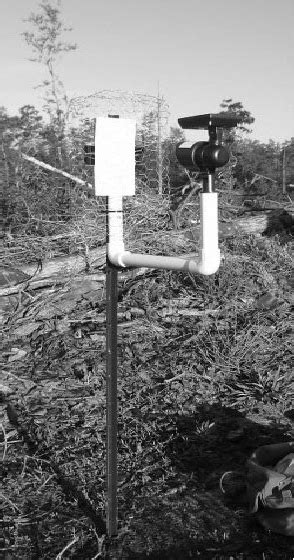 Image result for Formosan Termite Alate