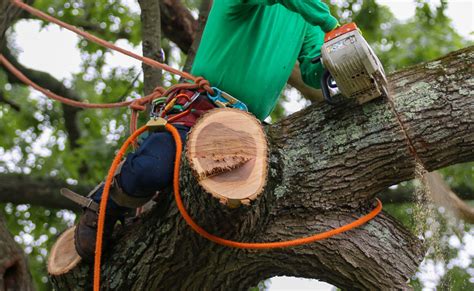 Image result for Face Cut Tree Felling