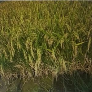 Cucumber Seeds Manufacturer,Hybrid Vegetables Seeds Supplier Hyderabad ...