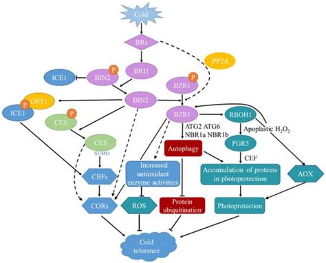 The Role of Brassinosteroids in Plant Cold Stress Response