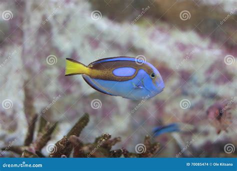 Palette Surgeonfish, Blue Tang Stock Photo - Image of paracanthurus ...