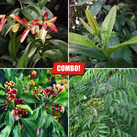 Spice Plants Combo Pack - 1 Plant Each – M-Tech Gardens