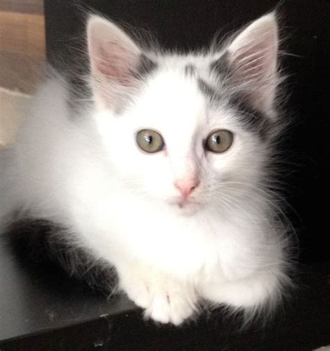 Milton: Sweet 5-Month-Old Kitten in Search of Forever Home