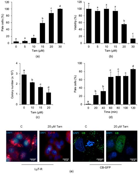 Autophagy Triggers Tamoxifen Resistance in Human Breast Cancer Cells by ...